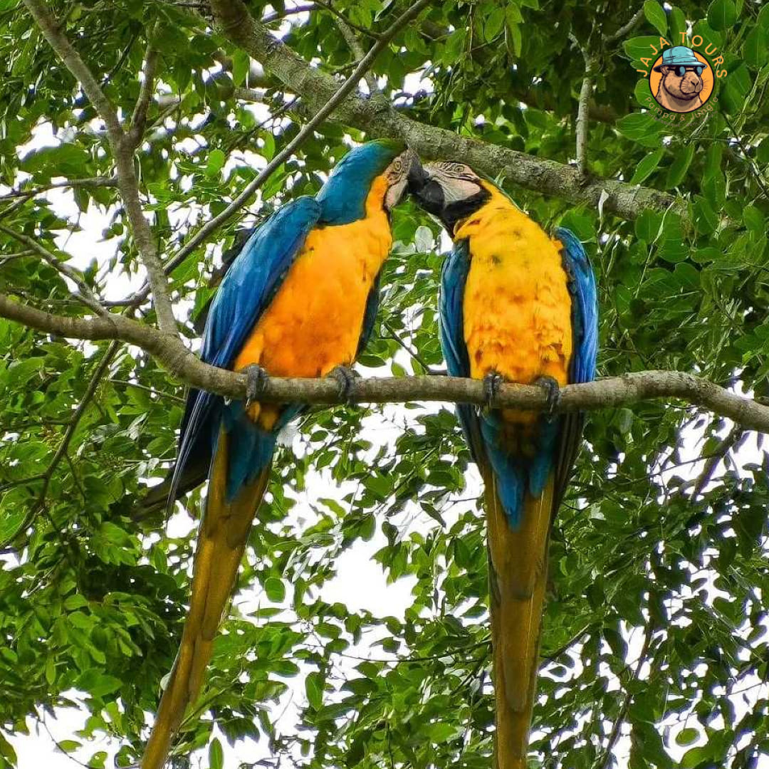 Parrots kissing
